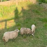Séjour à la campagne Casa Y Rural Terra Celta En Salceda de Caselas